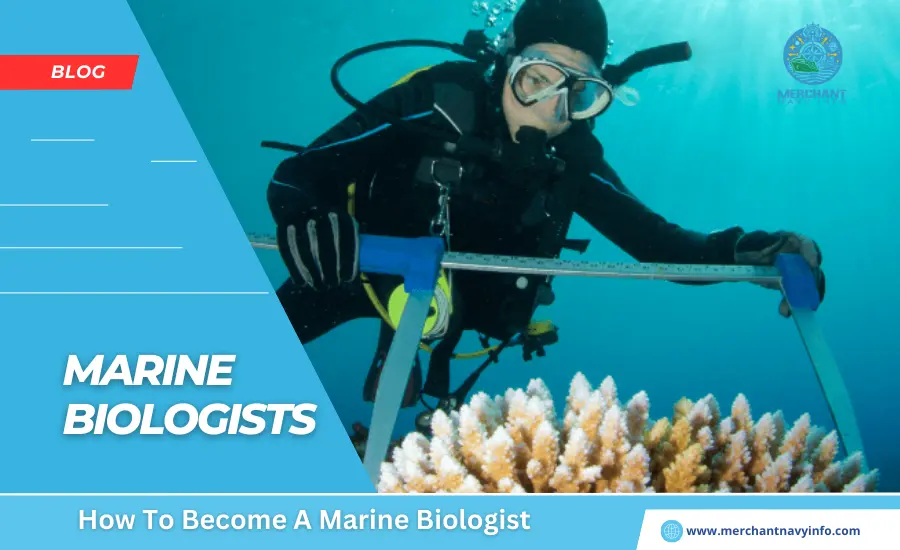 How To Become A Marine Biologist - Merchant Navy Info - blog