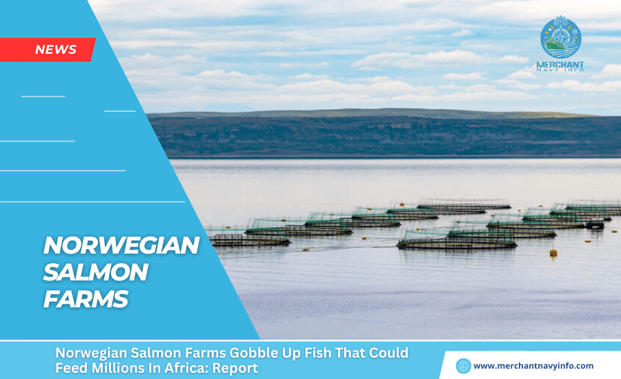 Norwegian Salmon Farms Gobble Up Fish - Merchant Navy Info - News