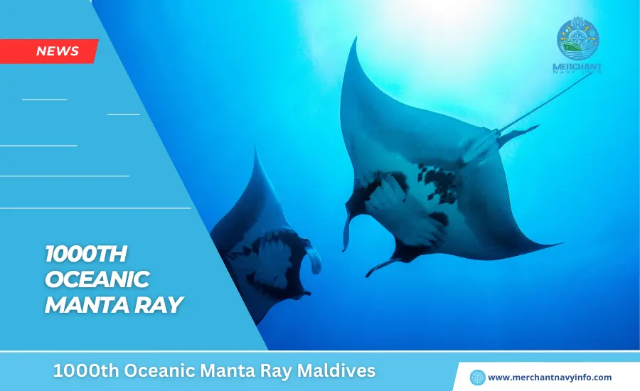 1000th Oceanic Manta Ray Maldives - Merchant Navy Info - News