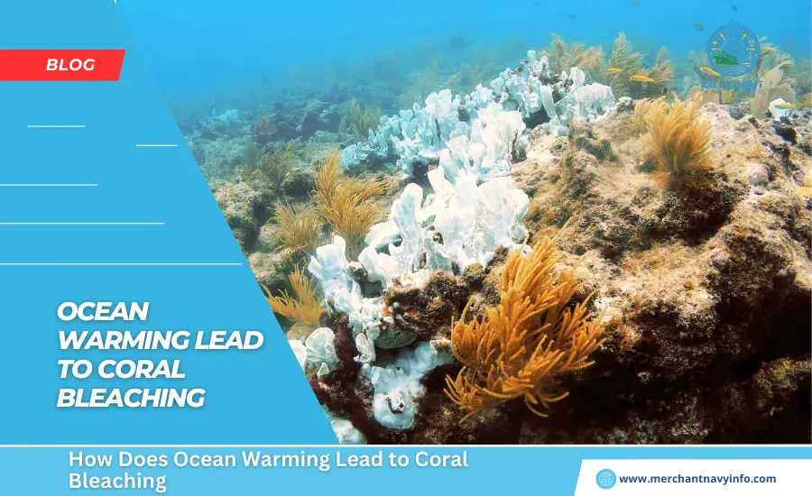 How Does Ocean Warming Lead To Coral Bleaching - Merchant Navy Info - Blog