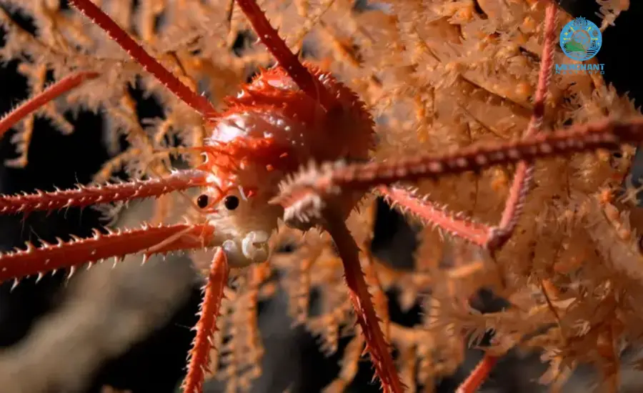 A squat lobster was spotted in coral during a Schmidt Ocean Institute expedition - Merchant Navy Info