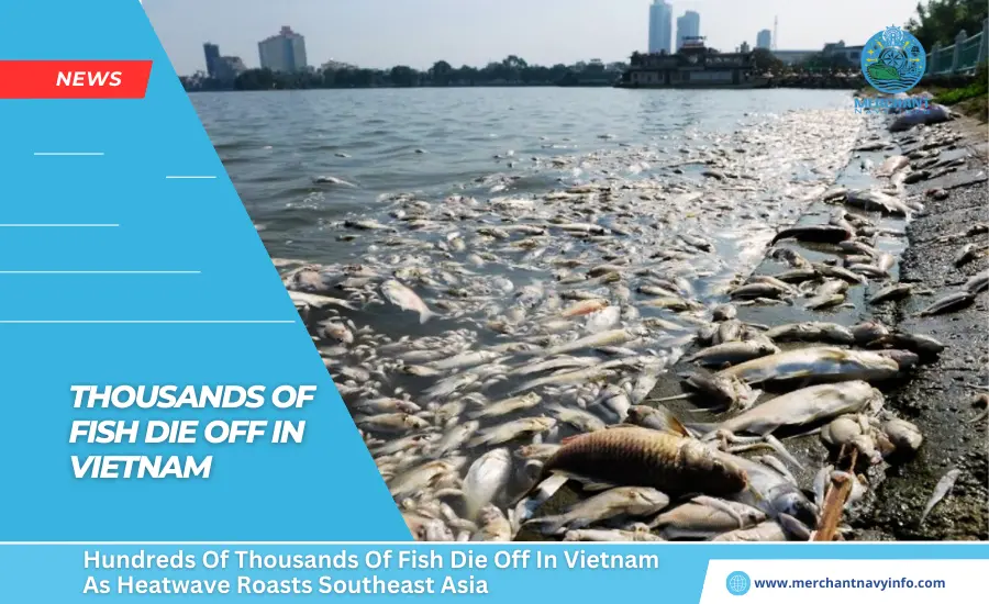 Hundreds Of Thousands Of Fish Die Off In Vietnam As Heatwave Roasts Southeast Asia - Merchant Navy Info - News