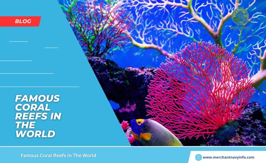 Where Is The 10 Most Famous Coral Reef In The World? - Merchant NAvy Info