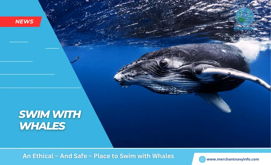 An Ethical – And Safe – Place to Swim with Whales - Merchant Navy Info - News