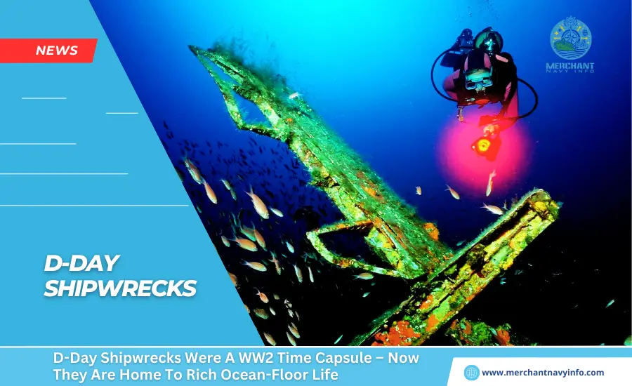 D-Day Shipwrecks Were A WW2 Time Capsule – Now They Are Home To Rich Ocean-Floor Life - Merchant Navy Info - News