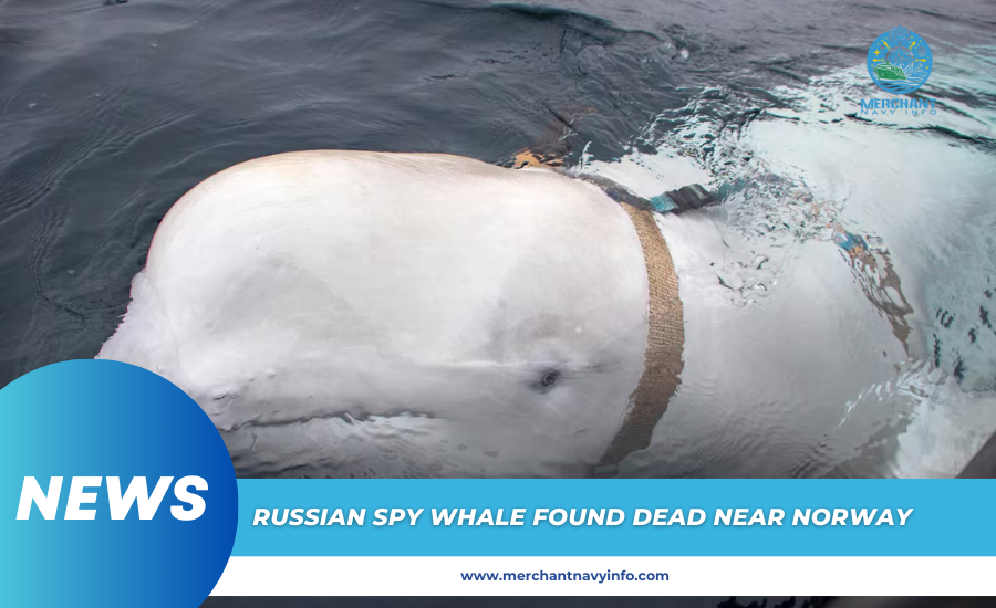 Russian Spy Whale Found Dead Near Norway - Merchant Navy info