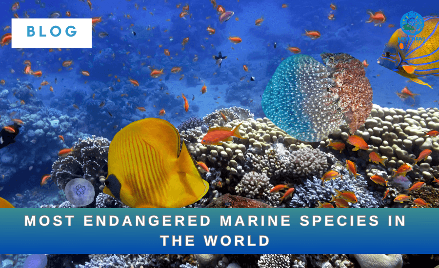 10 Most Endangered Marine Species in the World - Merchant navy info